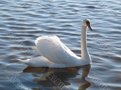 beautiful swan