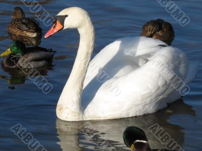 beautiful swan