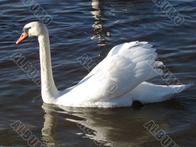 beautiful swan