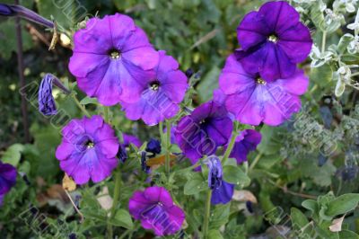violet background