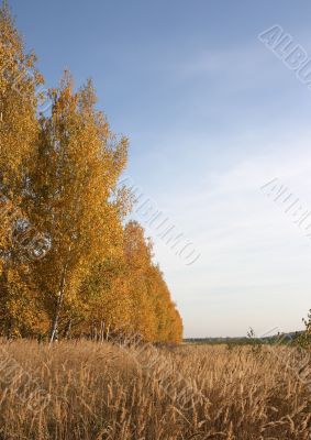 Autumn