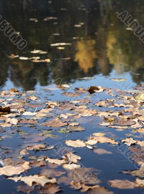 Leaves on water
