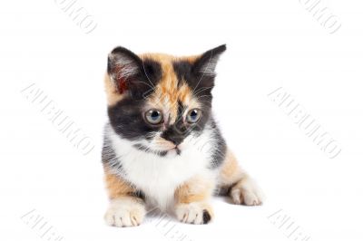Kitten