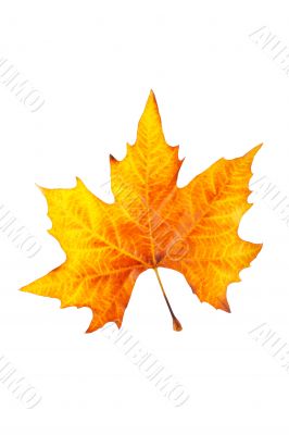 One maple leaf