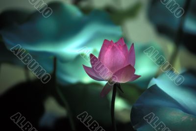Blossomed  Lotus