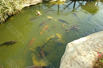 The fish