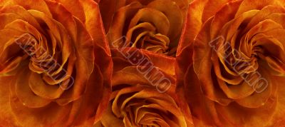 Rose velvet.