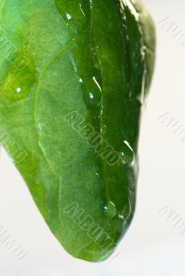 Drop of Grass isolated in white