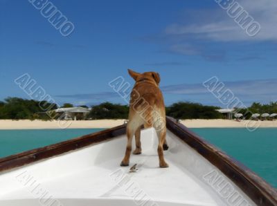 Dog on boat