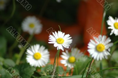 Daisy flower