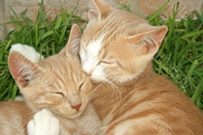 The cats