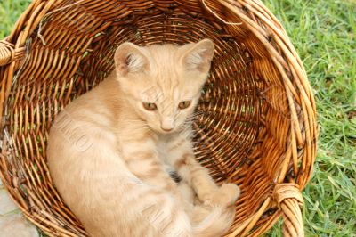 Kitten