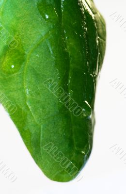 Drop of Grass isolated in white