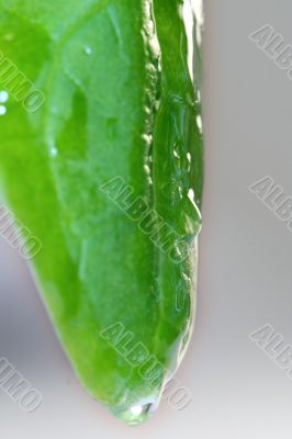 Drop of Grass isolated in white