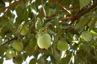 Over-laden fruit tree