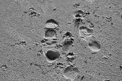 Footprint