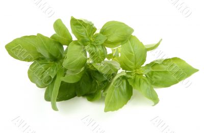 basil leaves on white