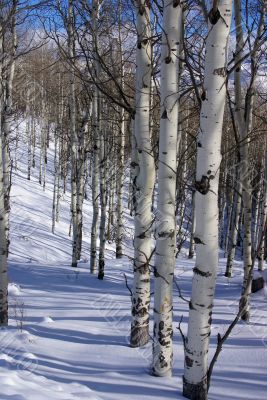 Winter, aspens in snow with blue sky