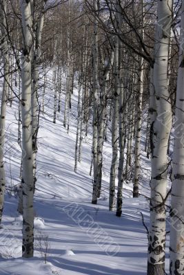 Winter, aspens in snow with blue sky