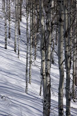 Winter, aspens in snow with blue sky