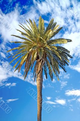 palm tree