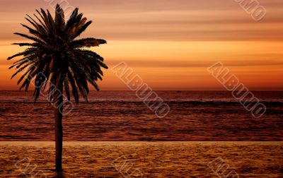 beach palm tree at sunset