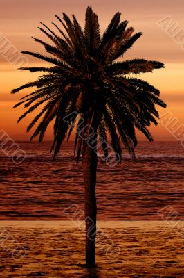 beautiful palm tree at the beach