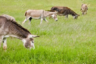 Donkeys