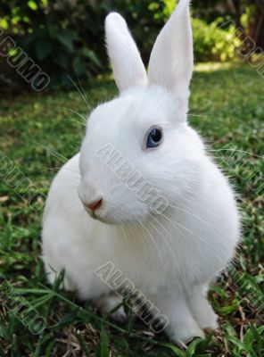 Easter bunny