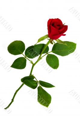 Isolated rose