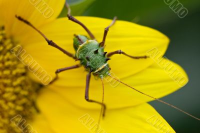 Armored corn cricket