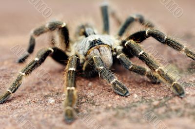 Baboon spider