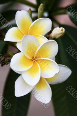 Frangipani