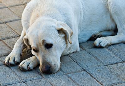 Labrador