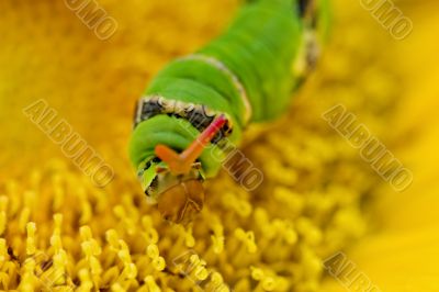 Swallowtail worm