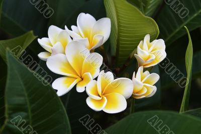 Frangipani