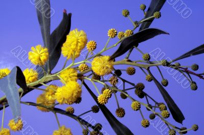Mimosa - first spring flowers