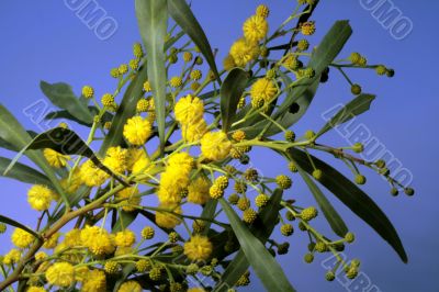 Mimosa - first spring flowers