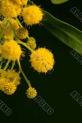 Mimosa - first spring flowers