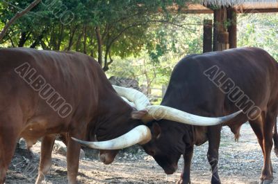 Ankole Cattle