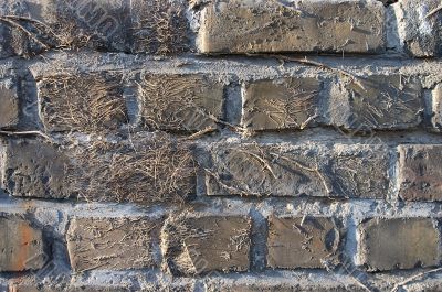 Old brick wall with traces of convolvulus.