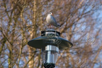 The sitting seagull on a lamppost