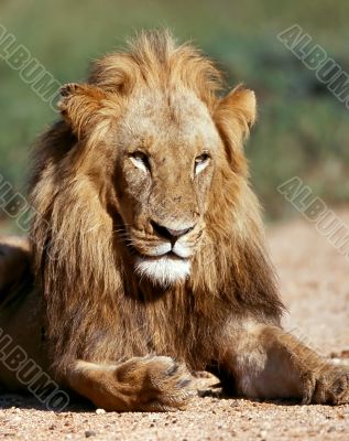 Young lion