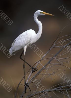 White egret