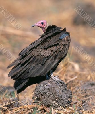 Turkey vulture