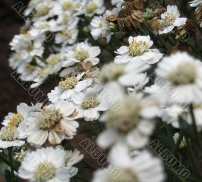 white flowers