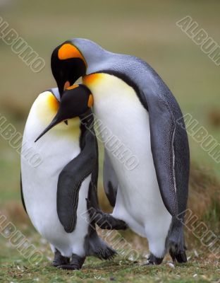 Penguins in love