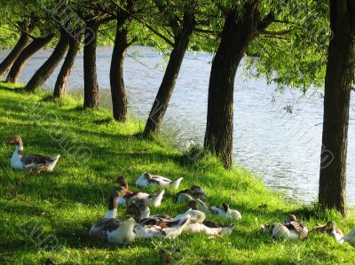 Geese and trees