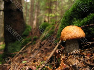 Orange-cap boletus