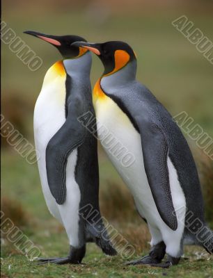 Two penguins